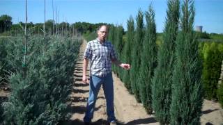 Thuja Nigra and Upright Junipers  LCN [upl. by Erimahs665]