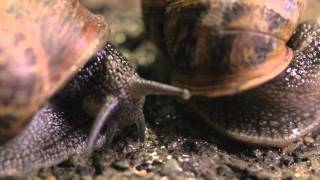 The Sex Life of a Snail  Wildlife Documentary [upl. by Yadsnil]