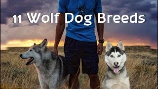 11 Wolf dogs Wolf hybrid dog breeds [upl. by Savvas]