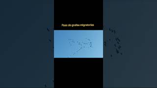 Pase de grullas migratorias en plena naturaleza [upl. by Parcel]