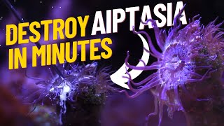 Effectively Rid Aiptasia Quickly and Easily in a matter of Minutes Aiptasia RX [upl. by Nezah]