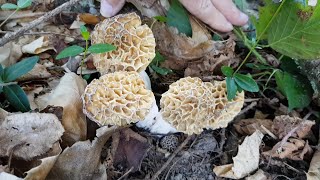 Morilles 25 Avril 2019 [upl. by Emor]