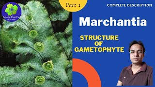 Marchantia  Structure of Gametophyte  BSc 1  MSc 1  NEET [upl. by Tenner]