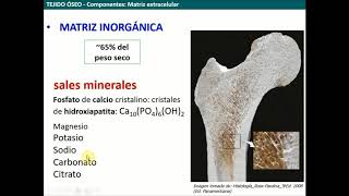 Histología general CBCC2  T08  Tejido Óseo [upl. by Brogle]