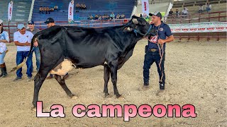 🐄😱Esta vaca ganó el primer lugar en juzgamiento en la raza gyrolanda la mejor vaca 😱🐄 [upl. by Suki]