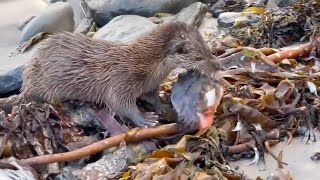 Otter vs Lumpsucker [upl. by Aramo]