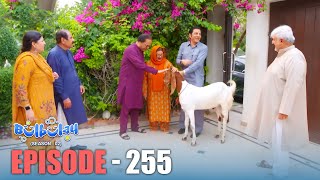 Bulbulay Season 2 Episode 255  Comedy  Ayesha Omar amp Nabeel  Momo  Mehmood Sahab [upl. by Leontina]