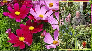 COSMOS FLEUR ESTIVALE AUX MILLE ET UNE ÉTOILES DE TOUTES LES COULEURS Le Quotidien du Jardin N°350 [upl. by Eneloj]