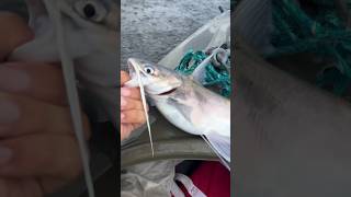 SailCatfish had a belly… eating all the good stuff 😭 fishing saltwaterfishing [upl. by Adnovay]