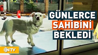 Hastane Kapısında 5 Gün Sahibini Bekleyen Vefalı Köpek Boncuk İçin Belgesel  NTV [upl. by Eimmit360]