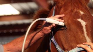 Ultrasound examination of a horses eye Dr John Kaufman DVM [upl. by Gotcher]