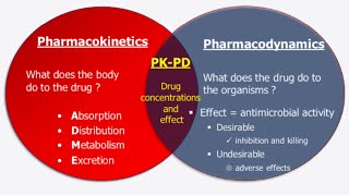 pharmacokinetics amp pharmacodynamics [upl. by Imoan]