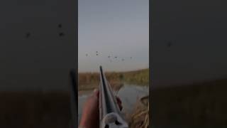 Ördek avı Duck hunting ördekavı duckhunting shorts hunting youtube [upl. by Udell713]