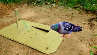 Best Unique Underground Bird Trap  Create Underground Pigeon Trap Using Cardboard Box [upl. by Giorgia]