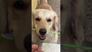 I think Leo want to brush her teeth🦷🪥😬 tamil bgm tamilsong goldenretrievershortsfeed [upl. by Eimot345]