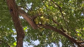 Maclura pomifera Osageorange [upl. by Lepp]