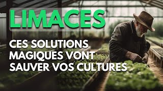 Limaces  Ces Solutions Magiques Vont Sauver Vos Cultures [upl. by Roman]