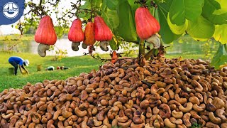 Harvesting MILLIONS of Cashew Nuts For Processing  Mega Food Factory [upl. by Vladamar656]