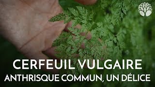 Le cerfeuil vulgaire ou anthrisque commun une plante aromatique délicieuse [upl. by Ojyma]