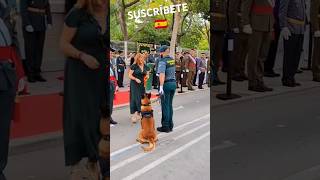 🇪🇦 GRAN PREMIO PARA EL AGENTE CANINO DE LA GUARDIA CIVIL🇪🇸 shorts viral guardiacivil dog españa [upl. by Sophronia]