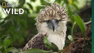 Watch an Endangered Philippine Eagle Chick Grow Up in Rare Video  Nat Geo Wild [upl. by Weinshienk]