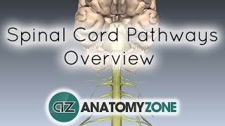 Spinal PathwaysTracts  Part 2  Ascending and Descending Tracts Overview  Anatomy Tutorial [upl. by Dweck]