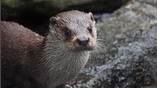 OTTER IN MYSORE ZOO H D [upl. by Anialam]