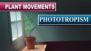 Phototropism [upl. by Milah]