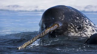 Narwhal  The Unicorn Of The Sea  Documentary [upl. by Vargas539]