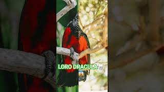 👹😱EL LORO DRACULA o El loro aguileño o loro de Pesquet shorts [upl. by Scully]