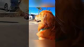 cat dog dogs cut cute love lovecats lovedogs funny virla viralvideo foryou foryoupage [upl. by Aeila]