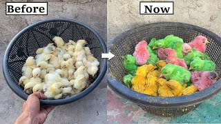 How to Color Market Chicks At home   Do different Colors To your Baby CHICKS [upl. by Sherborn]