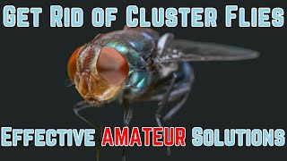 Cluster flies problem  how to get rid of CLUSTER FLY INFESTATION  Products in Description [upl. by Nnyllatsyrc115]