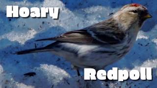 Hoary Redpoll [upl. by Cavit]