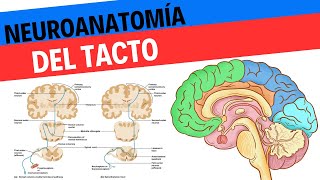 Neuroanatomía y fisiología del tacto y el sistema somatosensorial [upl. by Nimad156]