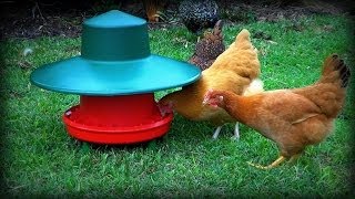 Waterproof FreeRange Chicken Feeder amp Rain Test [upl. by Otrebilif59]