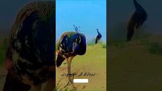 Tharparkar ki Khoobsuratishortviral youtube animals [upl. by Carper]