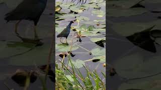 Purple Gallinule walking on water [upl. by Willy]