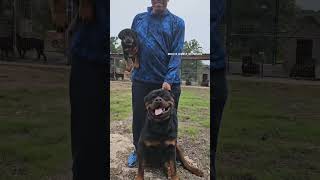 Anthony lyons second pup Butler Kennels Rottweiler [upl. by Xonnel723]