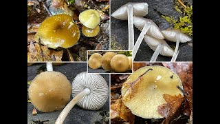 Pilzportrait  BuchenwaldWasserfuß Hydropus subalpinus  Mycena subalpina Collybia pseudoradicata [upl. by Ajay]