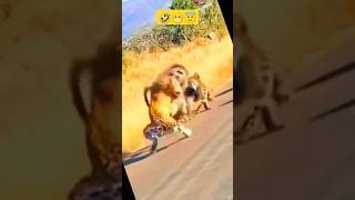 dog doglover lion cheetah lion monkey baboon baboon2wild baboon vs cheetah fight [upl. by Nehcterg142]