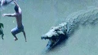 Natures Most Brutal Crocodile Attacks [upl. by Cartwell]