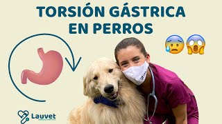 TORSIÓN GÁSTRICA EN PERROS  Síntomas y Prevención  Lauvet [upl. by Gnod]