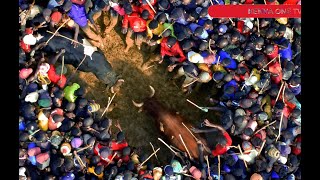 Unforgettable Clash of Titans Machete vs Polisi  The Epic Bullfighting Encounter [upl. by Mungam]