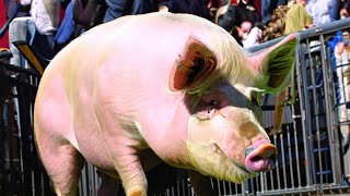 65th Aldine ISD FFA Livestock Show Pig [upl. by Valery]