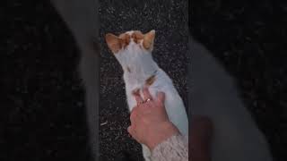 A friendly cat joined us for an evening walk 😃 [upl. by Verras]