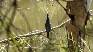 Birds and creatures of Berrinba Wetland Reserve [upl. by Haggai]