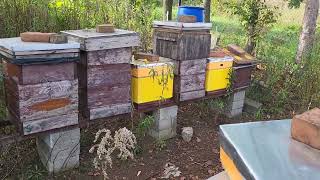 Dzień po podaniu kwasu mrowkowego Leczymy i zakarmiamy pszczoły na zimę beekeeping honey nature [upl. by Llesig]