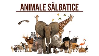 Animalele salbatice si sunetele lor 2 [upl. by Sulienroc]