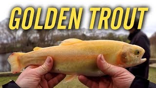 Fishing for Golden Rainbow Trout  Go for Gold [upl. by Katt103]